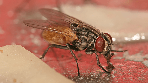 Какво се случва когато муха кацне върху храната ти?